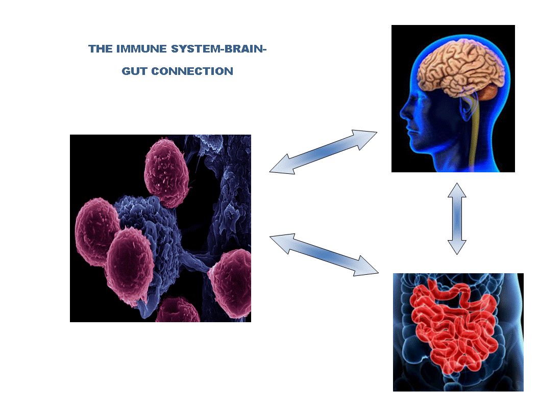 Image stress stomach immune system brain